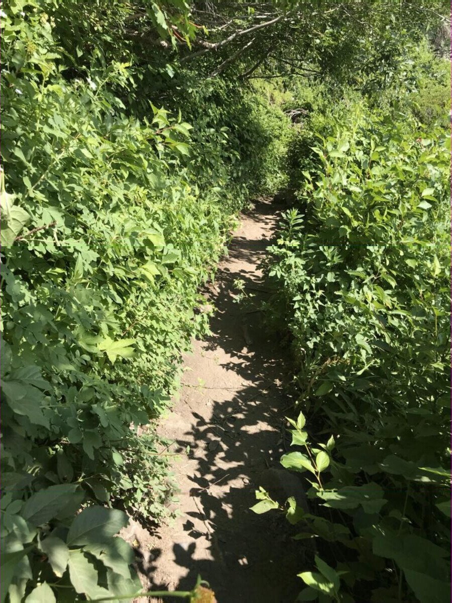 Sentier de randonnée – le chemin Pathway